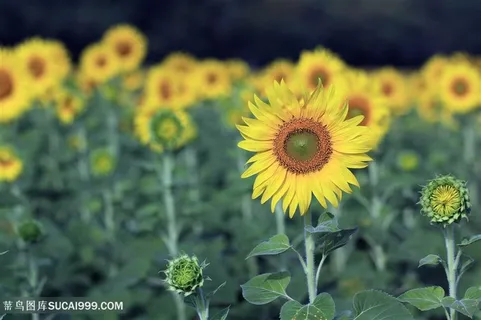 高清向日葵花海鲜花图片 高清向日葵花海鲜花图片
