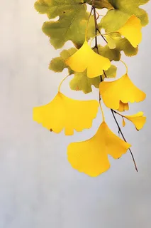 简约银杏叶清新节气海报背景