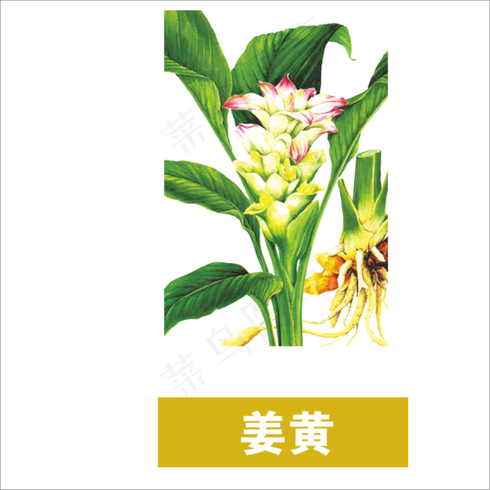 手绘草本中药药材姜黄