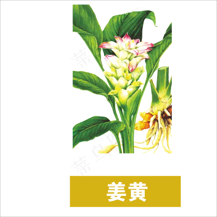 手绘草本中药药材姜黄
