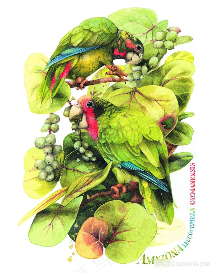 水彩鹦鹉高清油画