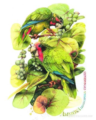 水彩鹦鹉高清油画