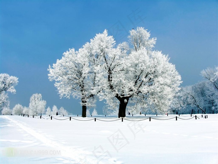 雪树摄影背景图片