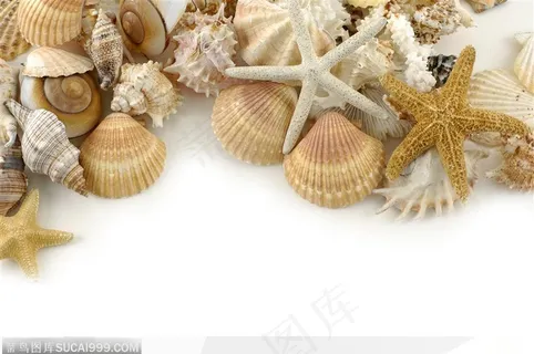 高清海洋沙滩贝壳 高清海洋沙滩贝壳
