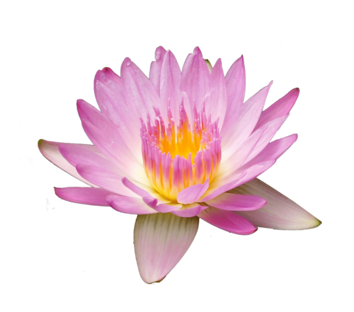 荷花 莲花  免抠