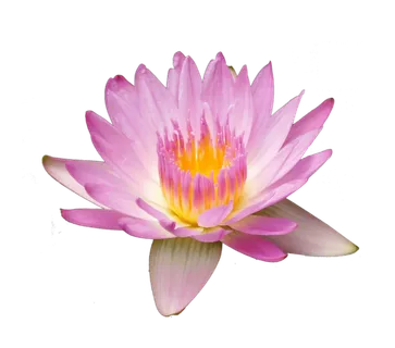 荷花 莲花  免抠