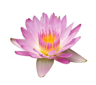 荷花 莲花  免抠