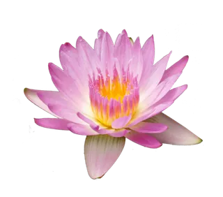 荷花 莲花  免抠