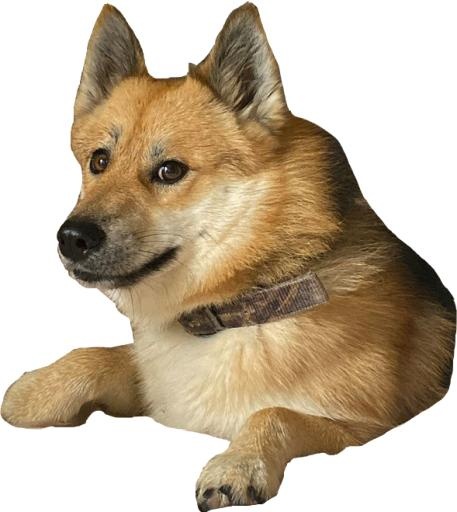 总督 (meme) PNG 图像免抠(589x659)