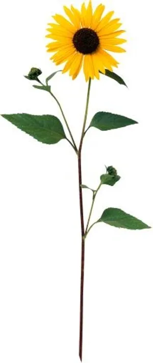 向日葵免抠
