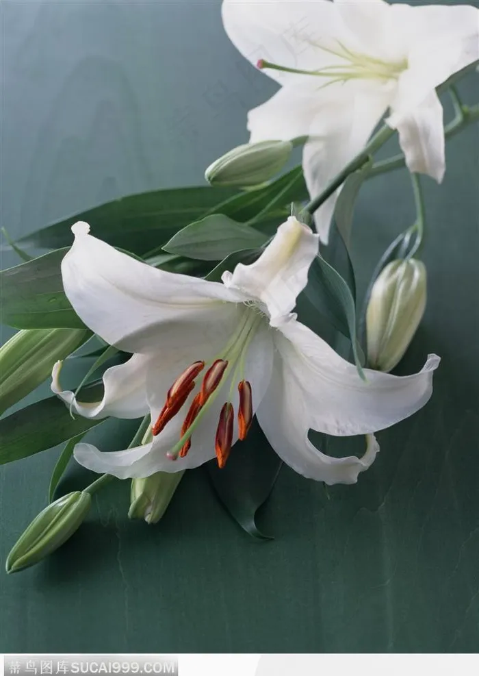 植物背景-一支白色的百合花