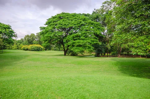 完美的草地森林背景 完美的草地森林背景