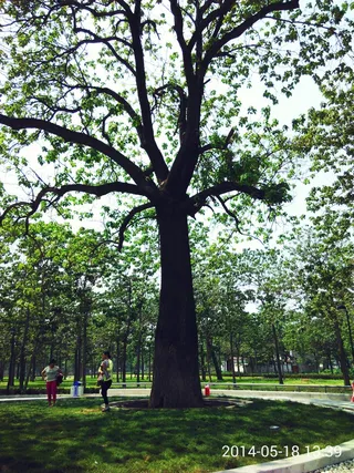 泡桐树（焦桐）