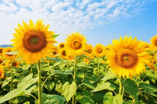 向日葵种植园蓝天白云摄影图