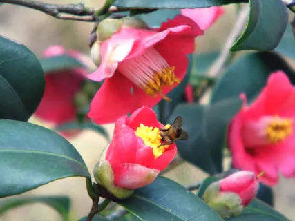 艳丽山茶花高清图片 艳丽山茶花高清图片
