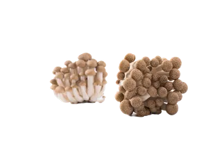 蘑菇 (18)超市商品白底图免抠实物摄影png格式图片透明底