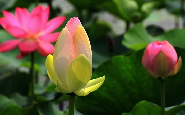 高清莲花荷花图片