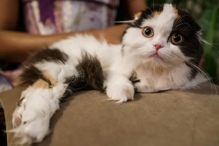 可爱猫咪猫猫摄影素材