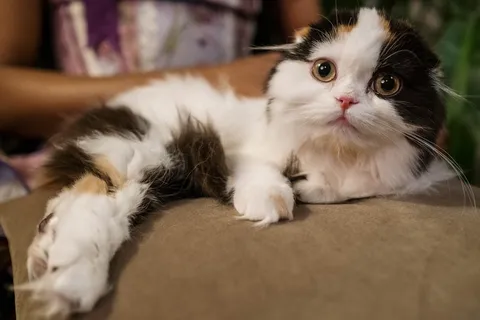 可爱猫咪猫猫摄影素材 可爱猫咪猫猫摄影素材