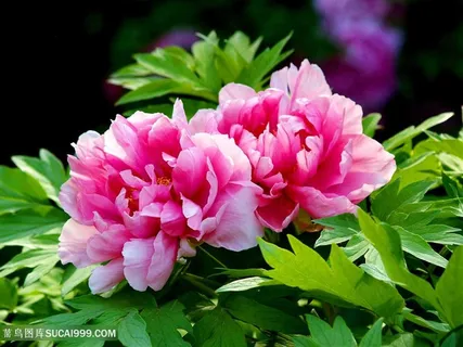 高清唯美两朵粉色牡丹花图片