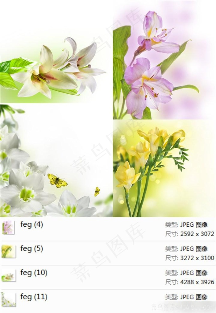 百合花摄影素材