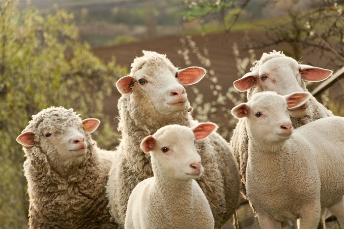 可爱小羊的特写