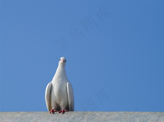 房顶的鸽子摄影素材