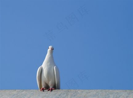 房顶的鸽子摄影素材