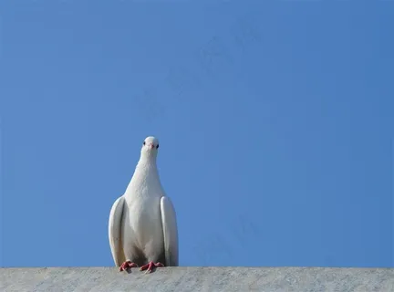 房顶的鸽子摄影素材