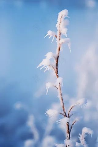 雪地树枝冬天清新背景