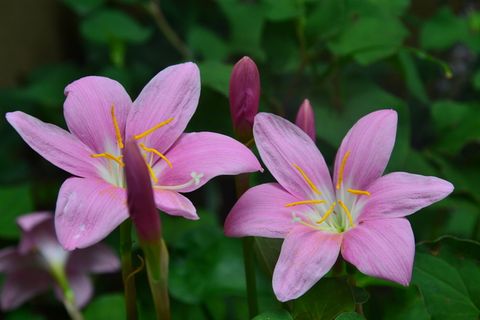 秋天水仙花图片 秋天水仙花图片