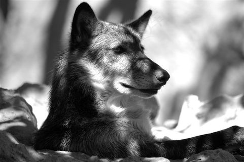 黑白照片狼图片