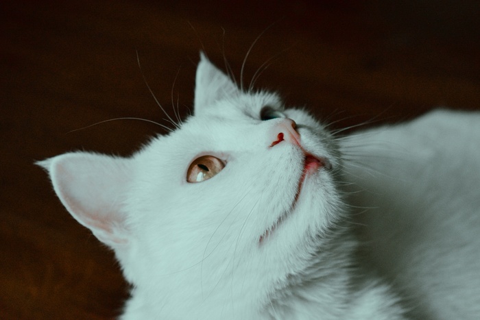 可爱猫咪猫猫摄影素材