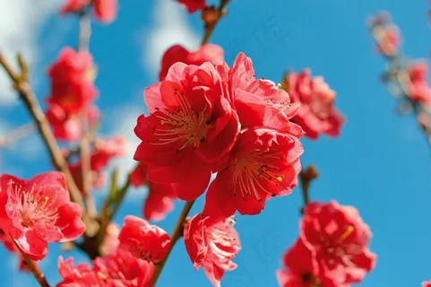 鲜花桃花花瓣枝杈树春自然 鲜花桃花花瓣枝杈树春自然