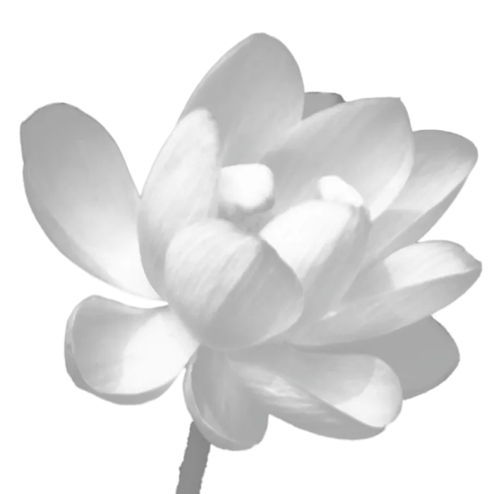 莲花免抠图白