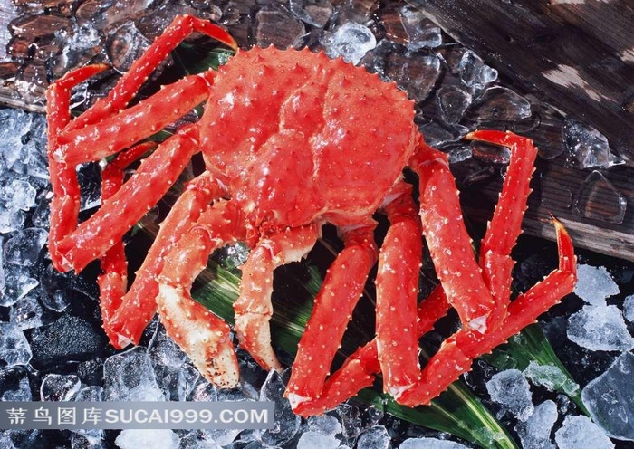 螃蟹高清图片素材