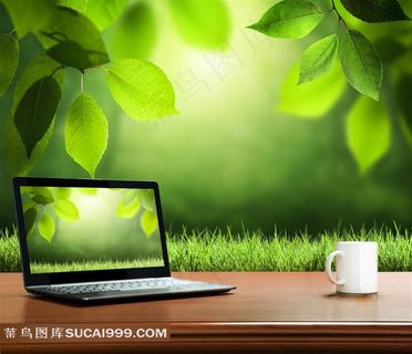 阳光绿叶高清图片