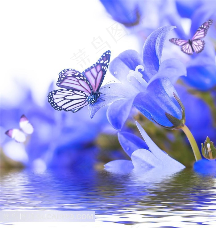 紫色的鲜花与蝴蝶高清图片