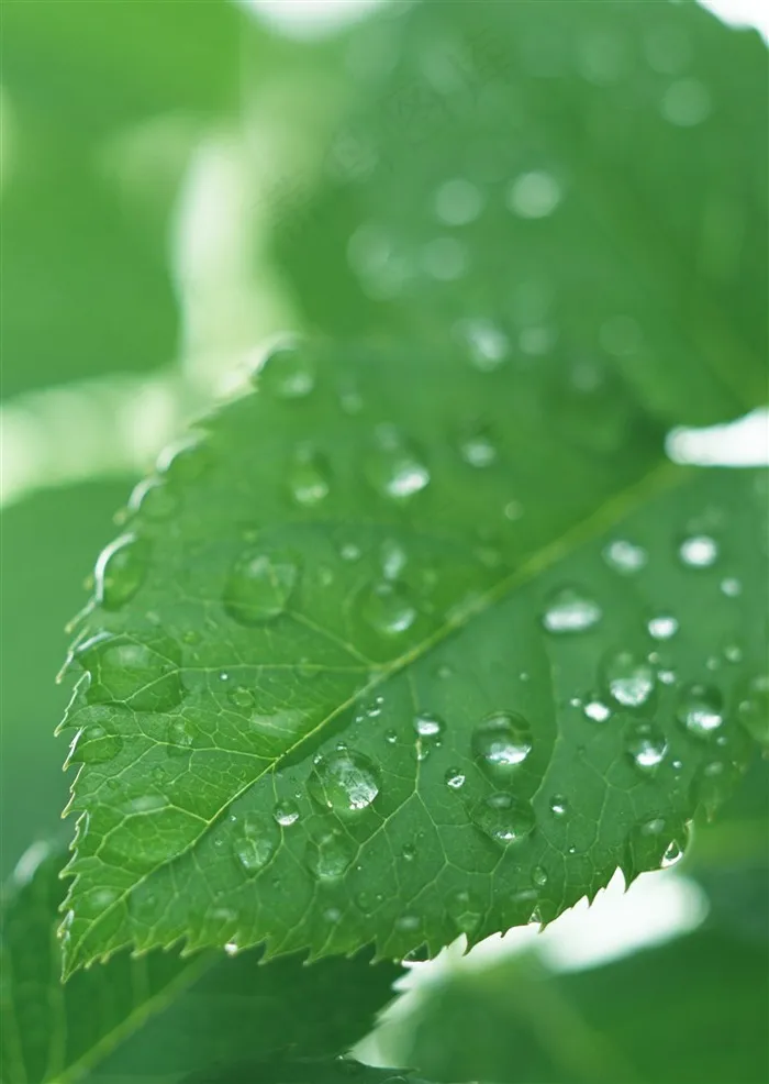 新发芽的叶子一滴水摄影图片