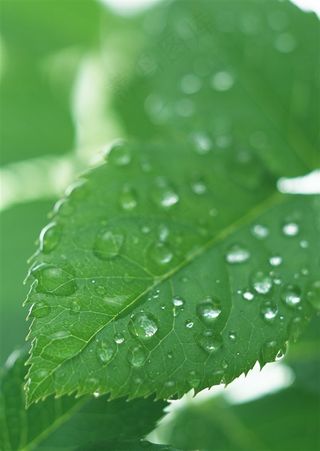 新发芽的叶子一滴水摄影图片