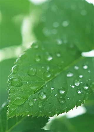 新发芽的叶子一滴水摄影图片