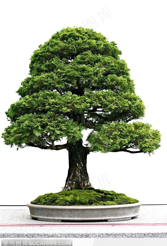 盆栽植物-观赏盆景