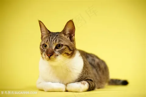 黄色背景小花猫咪图片