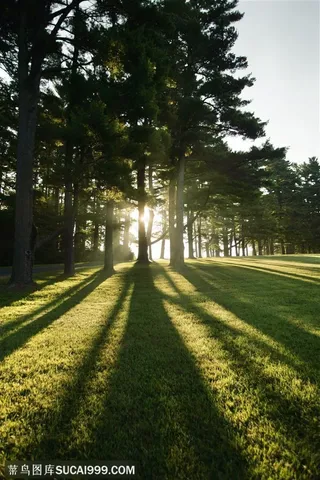 树木树叶- 被清晨的阳光拉得很长的树影