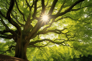 阳光从大树的树枝的间隙透下来摄影图
