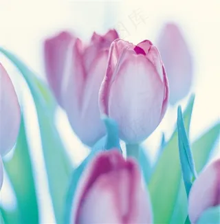 唯美粉红色鲜花图片