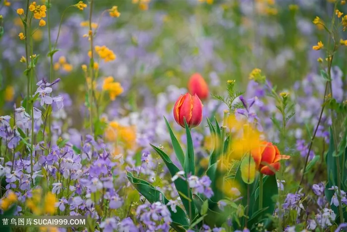 百花丛生鲜花花卉