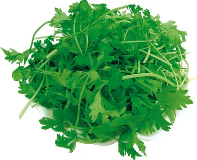 火锅配菜之香菜