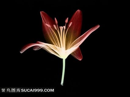 百合花透视图素材