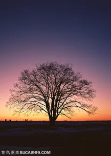 树林树木-晚霞中在一片快融化的雪地里的大树 树林树木-晚霞中在一片快融化的雪地里的大树